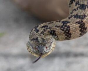 Snakes on the Move | Houston Humane Society TWRC Wildlife Center