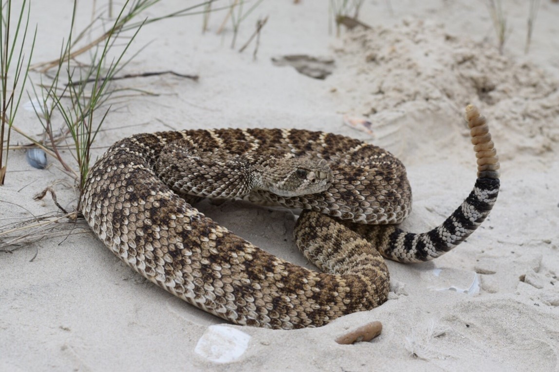 Snakes on the Move | Houston Humane Society TWRC Wildlife Center